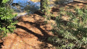 A natural outdoor setting with trees, a pond, and a grassy area. - Cozy 2-bedroom house in amazing Myrtle Beach with AC (Myrtle Beach)