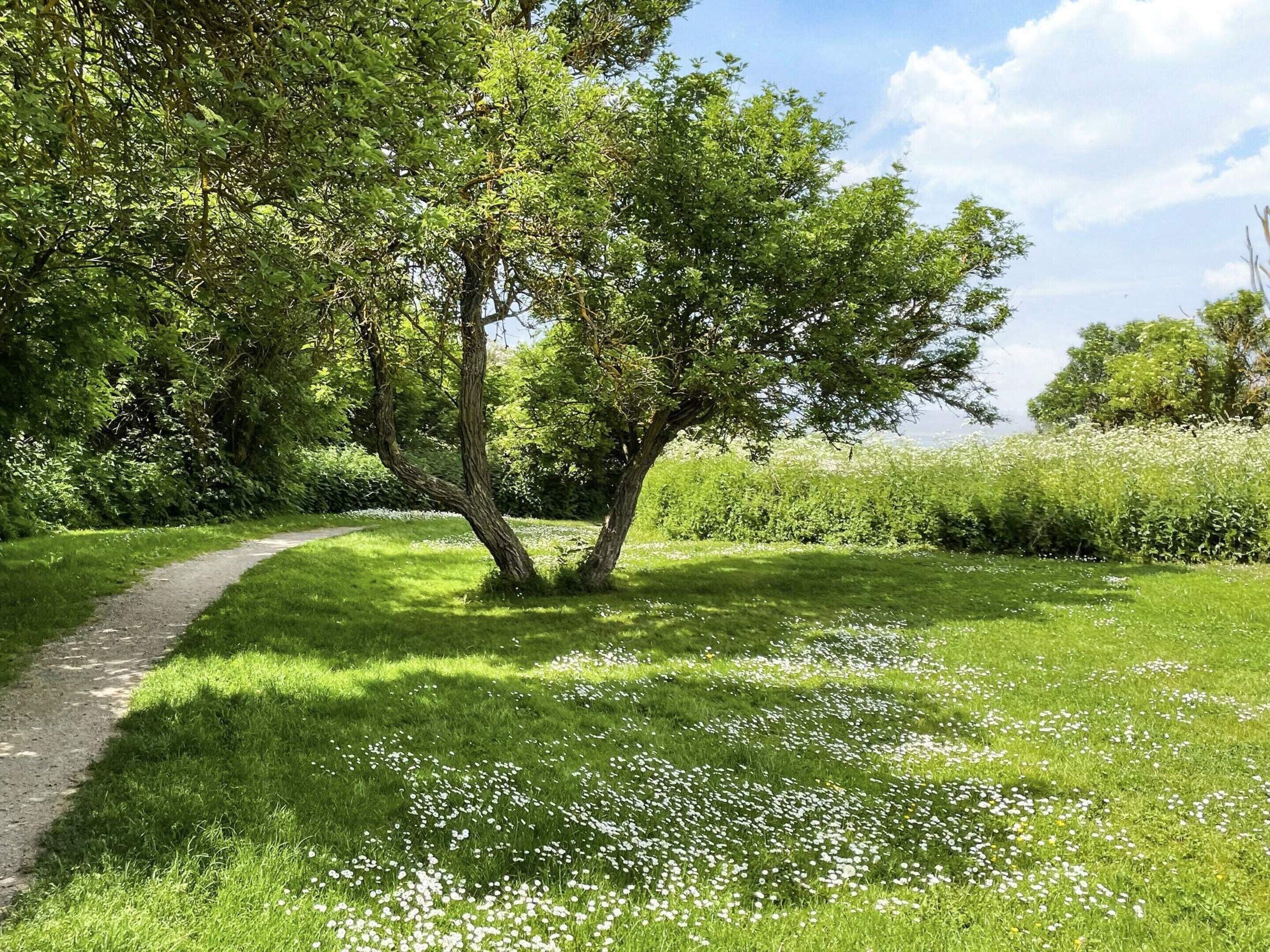 Un sendero entre un área cubierta de césped, con árboles y flores blancas.