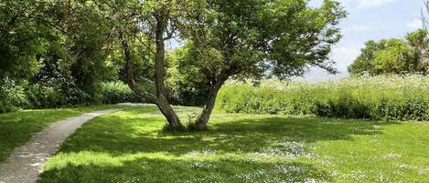 Un sendero entre un área cubierta de césped, con árboles y flores blancas.