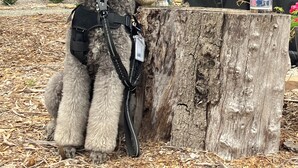A dog sitting on a tree stump in front of a house. - Cozy cabin in pleasant Little River perfect 4 a relaxing getaway.6 min 2beach.  (Little River)