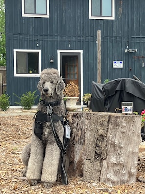 A dog sitting on a tree stump in front of a house.