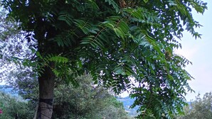 Un fauteuil suspendu sous un arbre, une clôture en bois et un jardin avec différentes espèces de plantes.