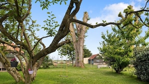 A tree with a swing, a grassy area, and a building in the background.