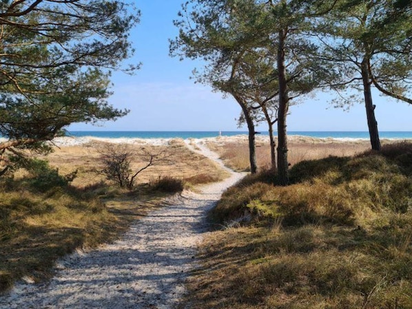 Un sendero costero que conduce a la playa, con vegetación y árboles escasos.
