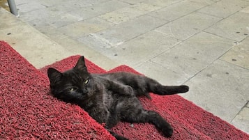 Servicios para mascotas