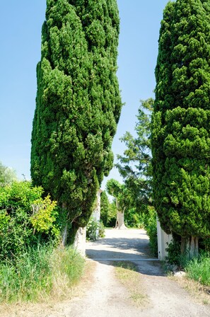 Un sendero bordeado por altos árboles densos que conduce a un edificio.