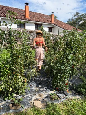 Una persona caminando por un jardín con plantas de tomate, un muro de piedra y una casa con techo de tejas al fondo.