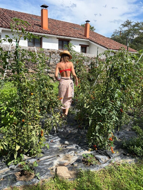 A person walking through a garden with tomato plants, a stone wall, and a house with a tiled roof in the background.
