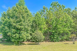 A grassy area with several trees, including a prominent pine tree.