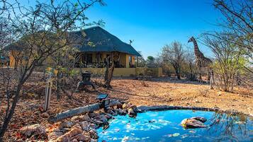 Une maison avec un toit de chaume, une piscine et une girafe en arrière-plan.