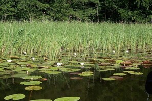 Ein Teich mit Seerosen und Wasserlinsen, umgeben von hohem Gras und Bäumen.