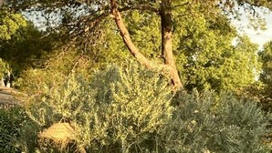 A well-maintained garden with mature trees, a stone pathway, and a grassy area. - Beautiful contemporary architect-designed home with a pool and garden set amid the garrigue (Nîmes)