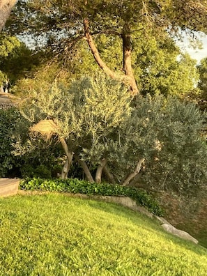 A well-maintained garden with mature trees, a stone pathway, and a grassy area. - Beautiful contemporary architect-designed home with a pool and garden set amid the garrigue (Nîmes)