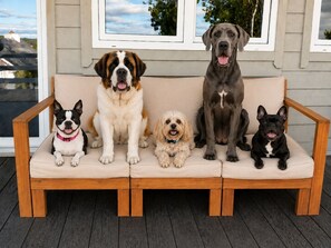 A wooden bench with five dogs sitting on it.