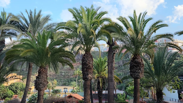 Filare di palme in un'area curata, con edifici sullo sfondo.