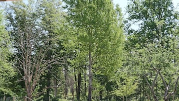 A wooden bench in a park with trees in the background.