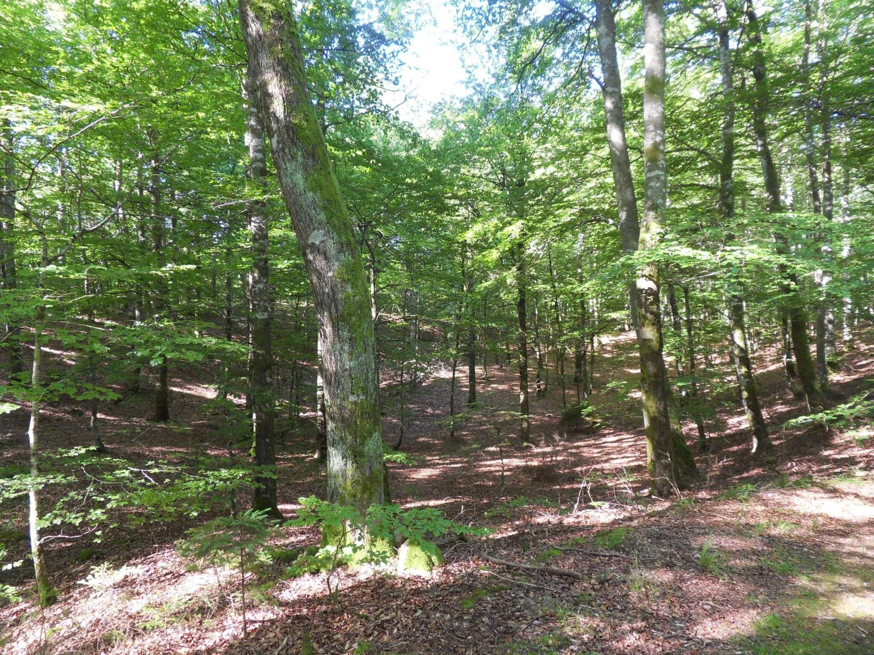 Un bosque frondoso con árboles altos y el suelo cubierto de hojas y ramitas.