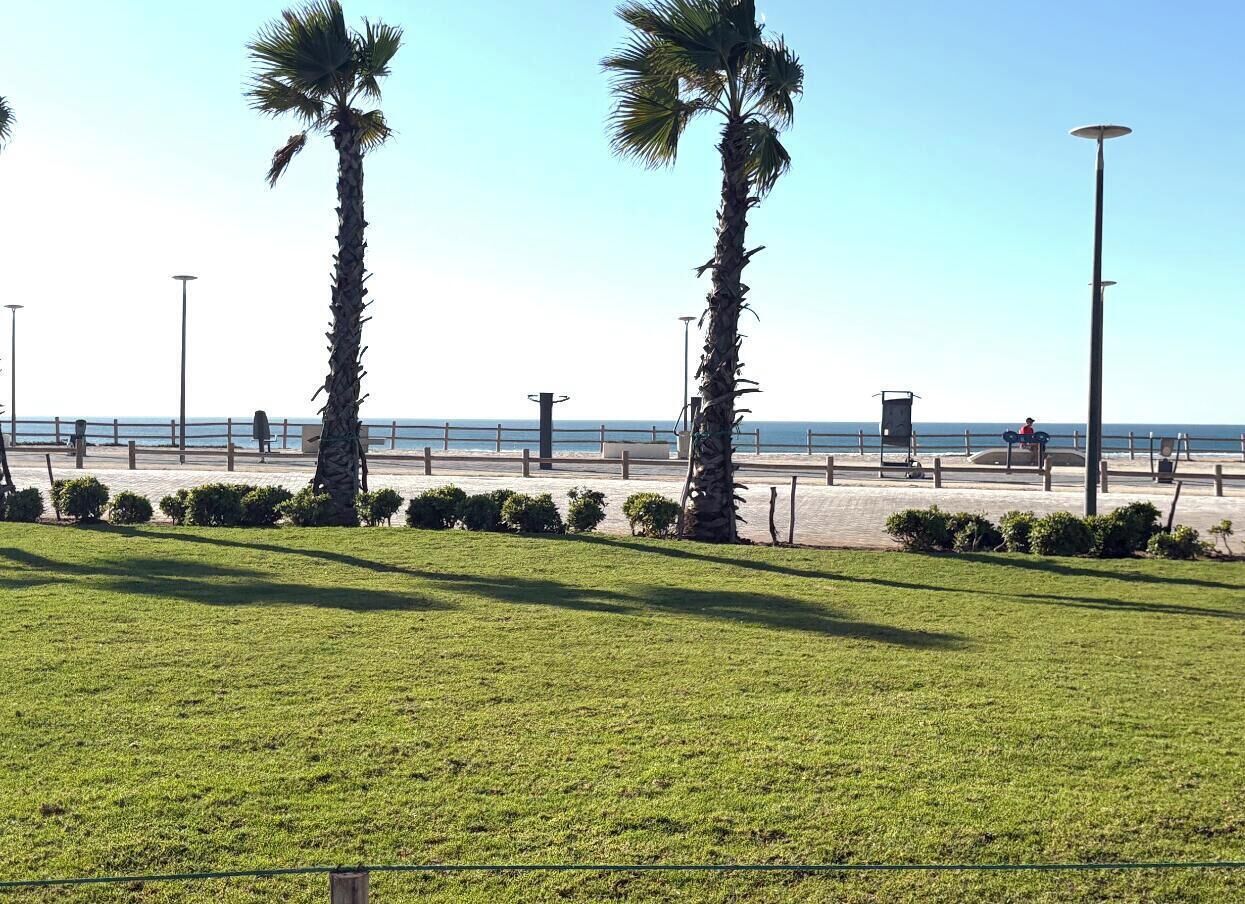 A grassy area with palm trees, a pathway, and a view of the sea.