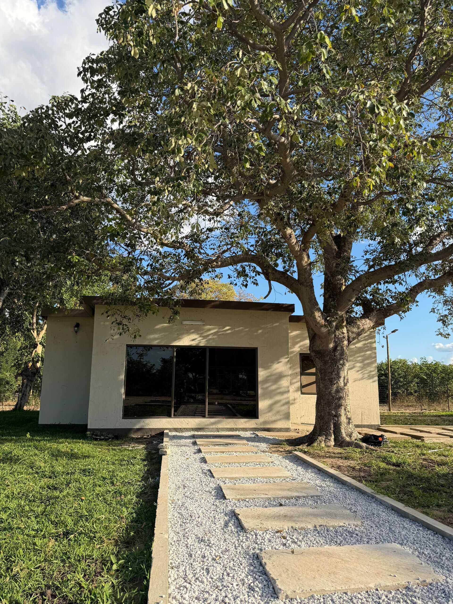 A modern building with a large tree in front, a gravel pathway, and a clear sky.