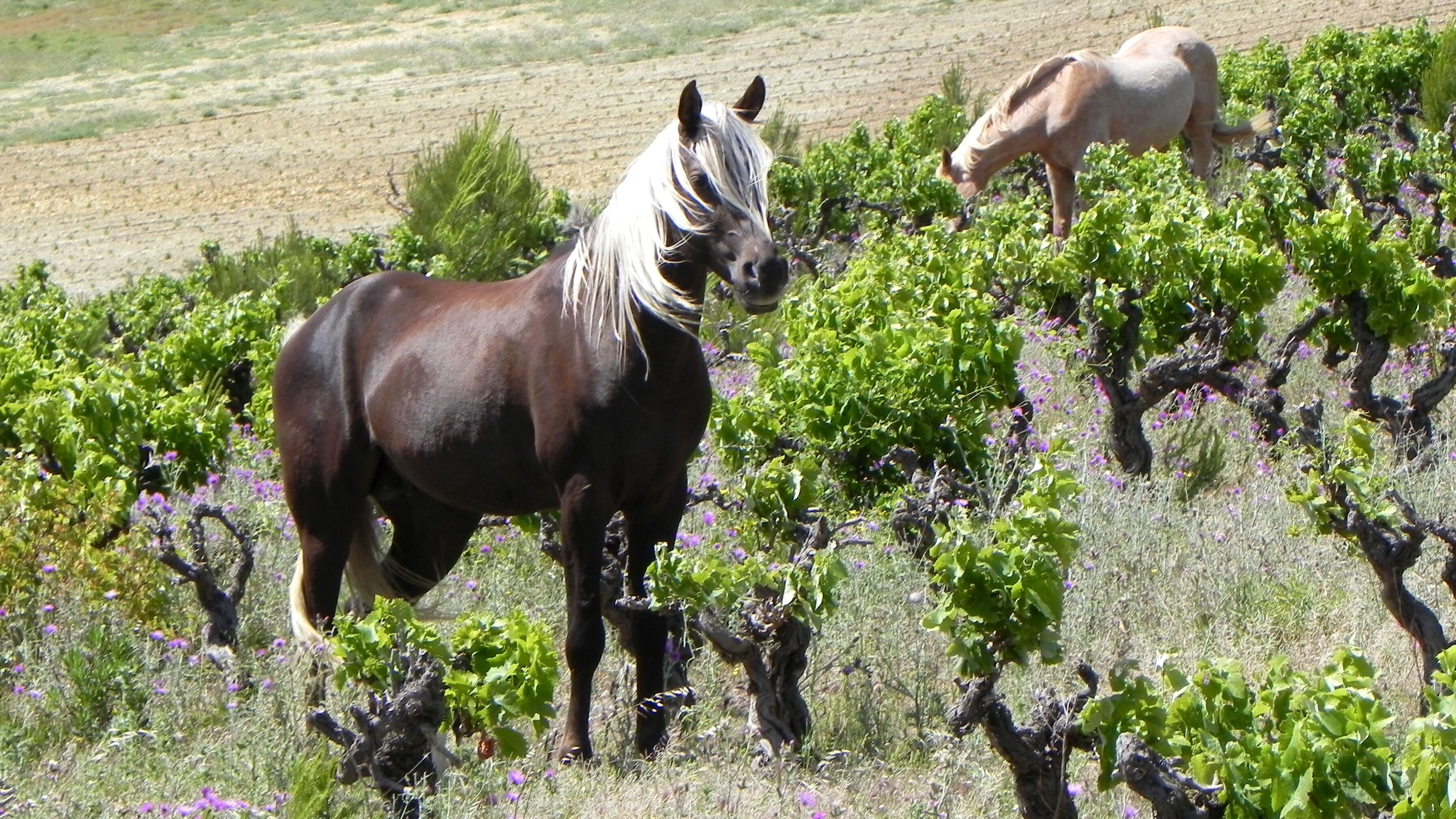 A horse grazing in a vineyard with rows of grapevines.