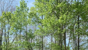 A wooden deck in a forested area.