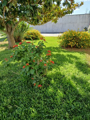 Un giardino con un albero, un cespuglio con fiori rossi e un muro in cemento sullo sfondo.