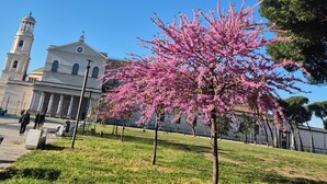 Un bâtiment surmonté d’une tour horloge, un arbre aux fleurs roses et un ciel bleu dégagé.