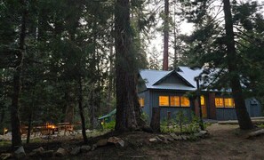 A cabin surrounded by tall trees, with a metal roof and windows.