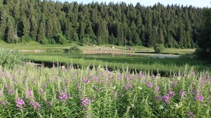 Eine natürliche Landschaft mit Teich, dichtem Wald und Wildblumen.
