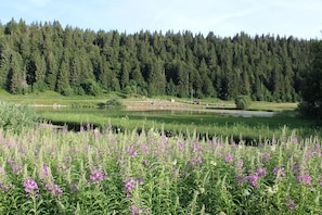 A natural landscape with a pond, dense forest, and wildflowers. - Apartment in a chalet in the Haut Jura, ideal for family vacations. (Lamoura)