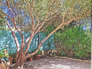 Un arbre à l’écorce épaisse et aux nombreuses branches, entouré de diverses plantes en pot et dont l’arrière-plan est constitué d’une clôture verte.