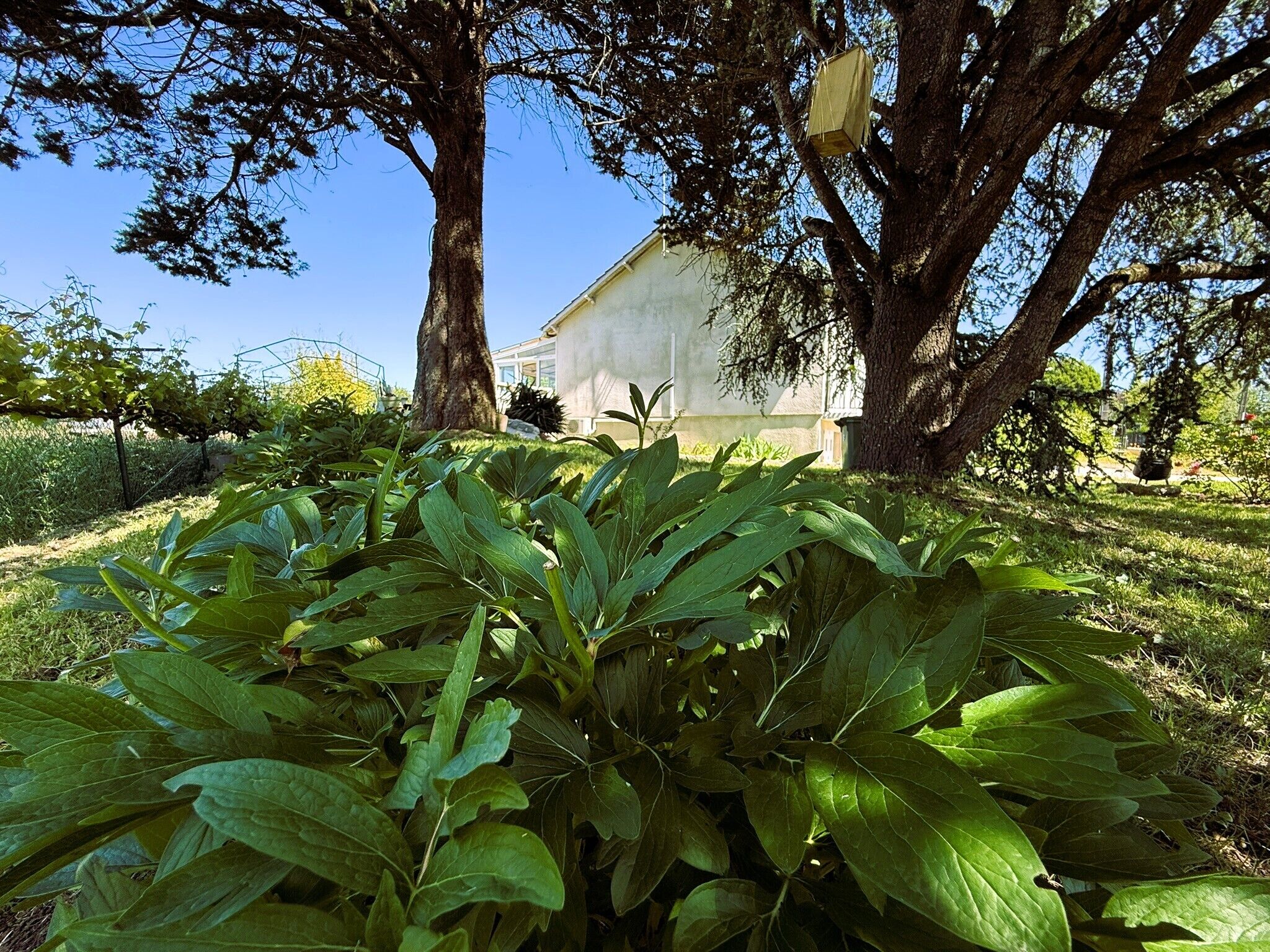 A house surrounded by trees and greenery.
