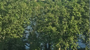 Vista de un horizonte urbano con rascacielos, una grúa de construcción y árboles verdes frondosos en primer plano.