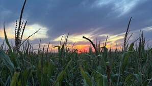 Een veld met hoog gras en een ondergaande zon op de achtergrond.