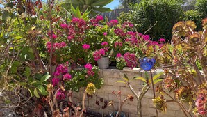 Ein Garten mit verschiedenen Pflanzen und Blumen, eine Steinsäule und ein blauer Blumentopf.