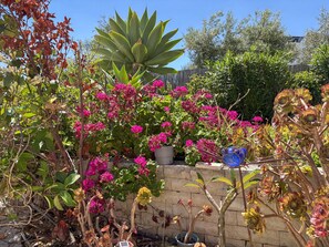 Um jardim com diversas plantas e flores, um muro de pedra e um vaso azul.