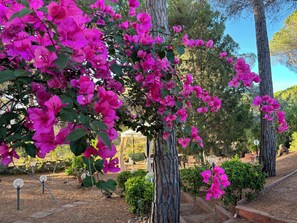 A garden with bougainvillea vines and trees. - Grace House - Spacious Villa in a Prime Location Between Castelsardo and Alghero (Arboriamar)