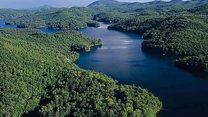 Una extensa masa de agua rodeada de un bosque verde y frondoso.