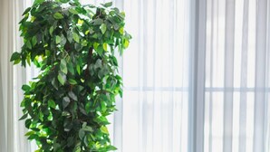 A grey sofa with a beige throw blanket and a patterned pillow, a green plant, and a window with sheer curtains. - Sodic Eastown  Panoramic EDNC View + Monorail (Cairo Governorate)