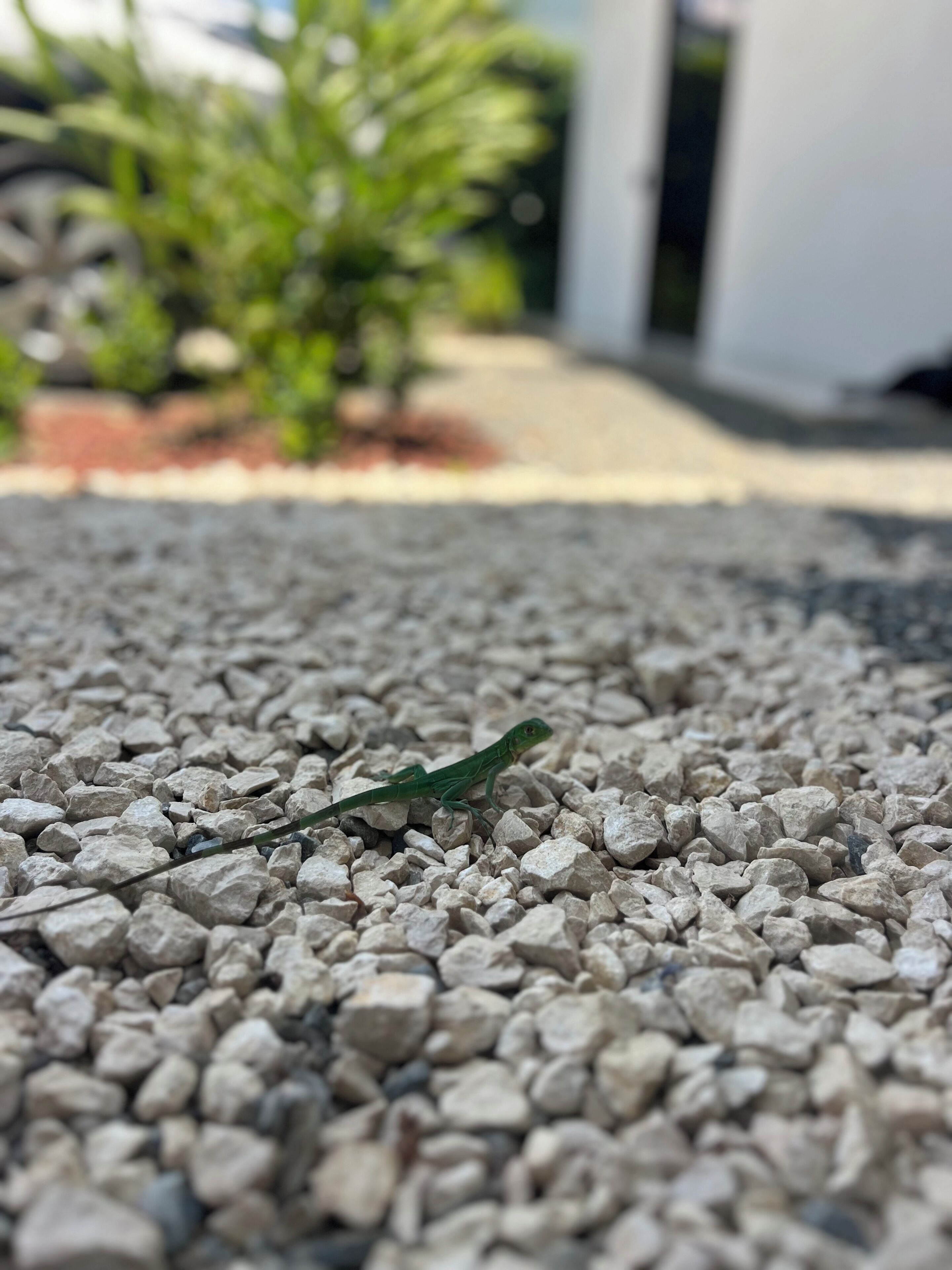 A close-up of a green lizard on a gravel surface.