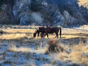 Two horses grazing in a field with a rocky cliff in the background.