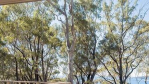 Une terrasse en bois qui mène à une plage bordée d’arbres et offrant une vue sur la mer.