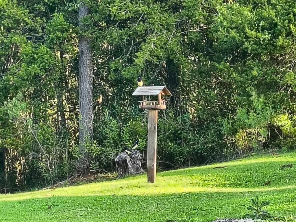A wooden birdhouse on a post in a grassy area with dense foliage in the background.