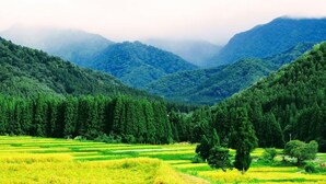 Een bergachtig landschap met terrassen en dichte bossen.