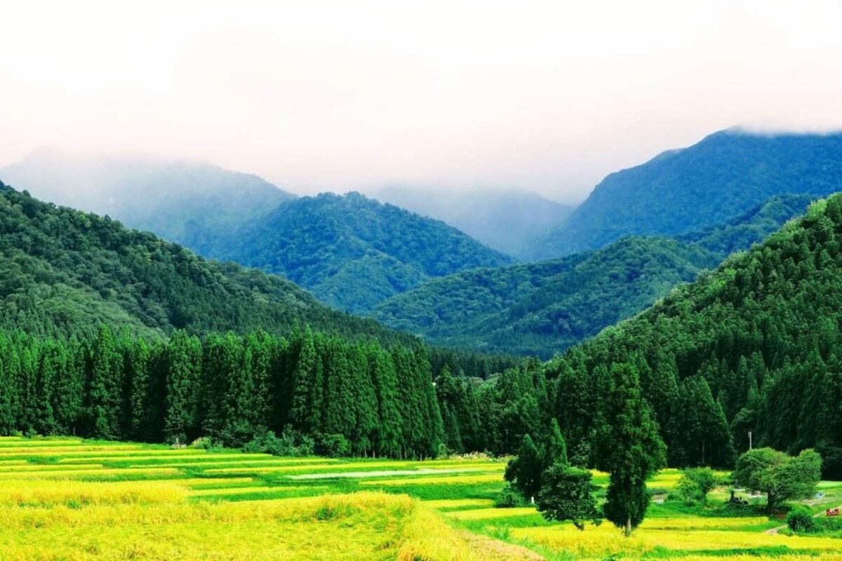 Un paysage montagneux caractérisé par des champs en terrasses et de vastes forêts.