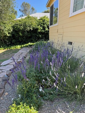 A garden with lavender and white flowers, a stone pathway, and a yellow building with a window.