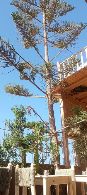 A tall tree with a wooden structure in the background.
