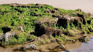 A beach with rocky formations covered in green vegetation, a clear sky, and distant buildings along the coastline. - Tildi Surf House (Imsouane)