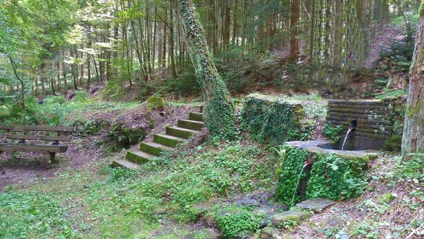 A forested area with a stone staircase leading up, surrounded by greenery and a wooden bench.