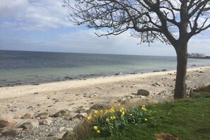 Ein Strand mit klarem Wasser, einem Baum und gelben Blumen.